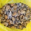 gårdsuppfödda färskaste hel rengjorda musselskött ingen sand ingen lera